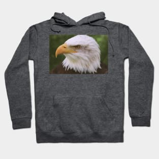 Bald Eagle (Soft) Hoodie